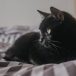 黑猫动漫编辑部主编头像示意，深紫色背景中一位伏案整理动漫目录资料的身影，氛围安静专注