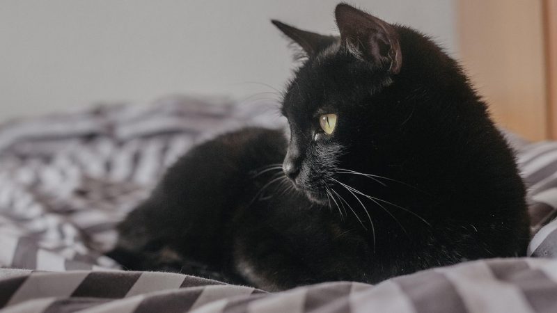 黑猫动漫 相关配图
