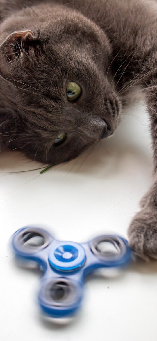 黑猫动漫 App 首页界面截图，深紫色背景上排列着当季连载推荐卡片与今日更新角标，顶部状态条显示批次编号